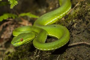 A slim apple green snake with a reddish orange eye.