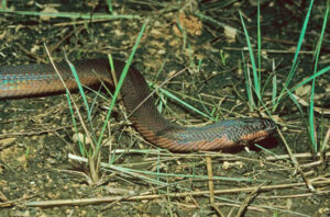 A green-brown snake blends stealthily into the dirt and grass