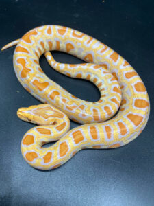A large snake with bright orange spots surrounded by white and golden-yellow rings.