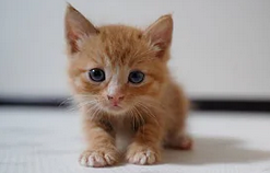 baby orange kitten